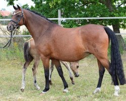 Pferd Kiralou's Darling (Deutsches Reitpony, 2014, von D-Day AT)