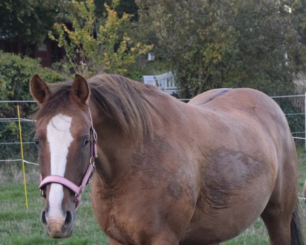 Zuchtstute Ginger (Deutsches Reitpony, 2007, von FS Don't Worry)