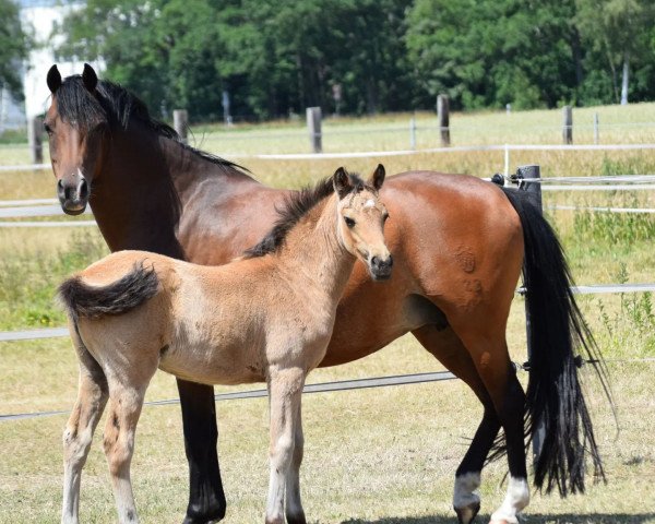 dressage horse Golden Darling EM (German Riding Pony, 2022, from Golden Daim F)