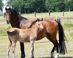 Dressurpferd Golden Darling EM (Deutsches Reitpony, 2022, von Golden Daim F)