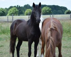 Pferd Ma Belle (Deutsches Reitpony, 2021, von D-Gold AT NRW)