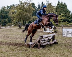 dressage horse Fruchtzwerg S (Westphalian, 2015, from Franziskus FRH)