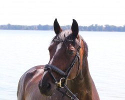 broodmare Lady Alaska von Teschendorf (German Sport Horse, 2011, from Lord Fantastic)