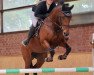 broodmare Vaiana (Oldenburg show jumper, 2013, from Verdi)