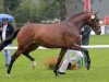 broodmare Dame de Pique (Westphalian, 2008, from Diamond Hit)