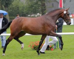 broodmare Dame de Pique (Westphalian, 2008, from Diamond Hit)