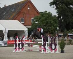 jumper Diacontinus Gold (Hanoverian, 2016, from Diacontinus)