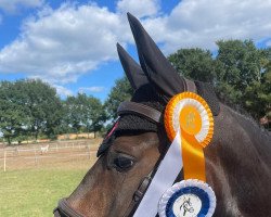 jumper Balou (Dutch Pony, 2015)