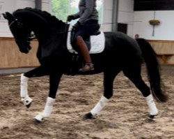 dressage horse Fabulosa (Hanoverian, 2018, from For Romance I)