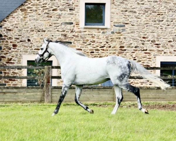 stallion Magneticjim xx (Thoroughbred, 2012, from Galileo xx)