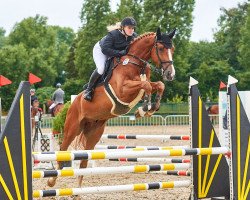 jumper Conlito On Fire Sk (Oldenburg show jumper, 2017, from Conthargos)