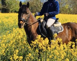 dressage horse Milwalky (German Riding Pony, 2006, from Mandingo)