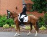 dressage horse Don Dacapo 4 (German Riding Pony, 2017, from Steendieks Dubai)