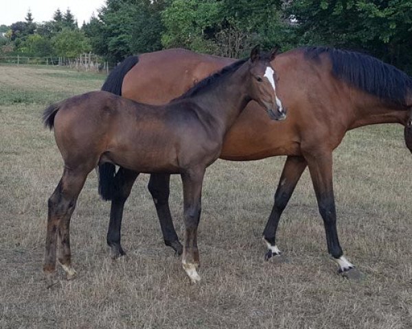 Springpferd Bolle Z (Holsteiner, 2018, von Constanzenhof's Barcley)