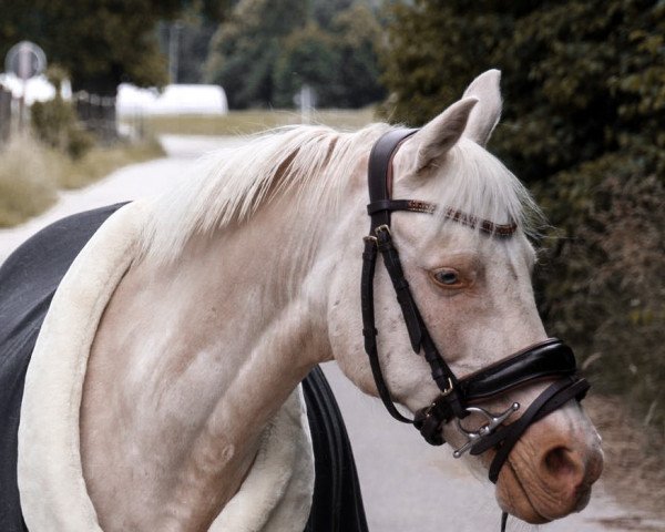 Zuchtstute Crema (Welsh Pony (Sek.B), 1997, von Orchard Limb-Lopper)
