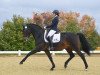 dressage horse Saphier 10 (Westphalian, 2013, from Sir Heinrich OLD)