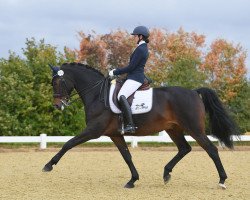 dressage horse Saphier 10 (Westphalian, 2013, from Sir Heinrich OLD)