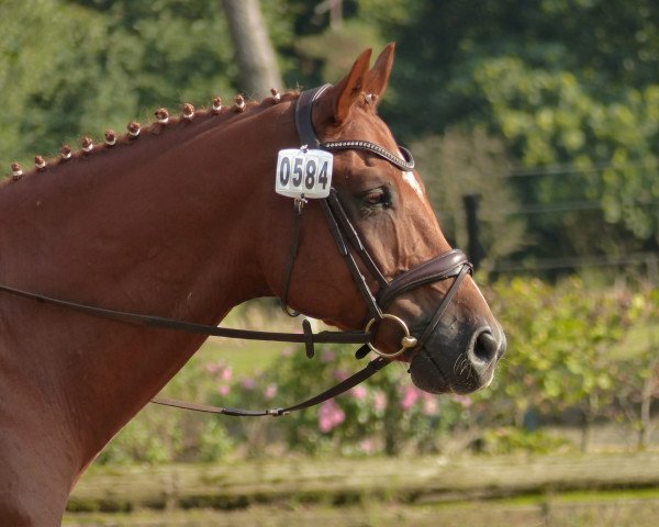 dressage horse Renaldo 182 (Hanoverian, 2009, from Rascalino)