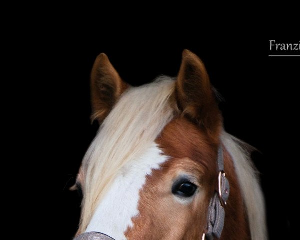 Pferd Anton-C (Haflinger, 2019, von Atos-S)