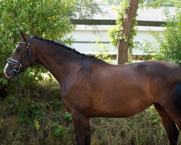 Springpferd Esmeé (Westfale, 2015, von Ehrenpreis)