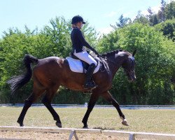 dressage horse Finn (unknown, 1998)