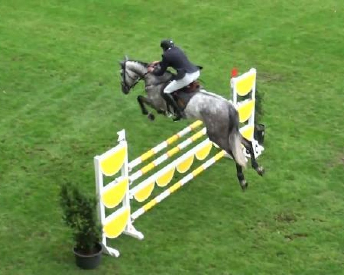 Springpferd Claire S (Holsteiner, 2005, von Cassini II)