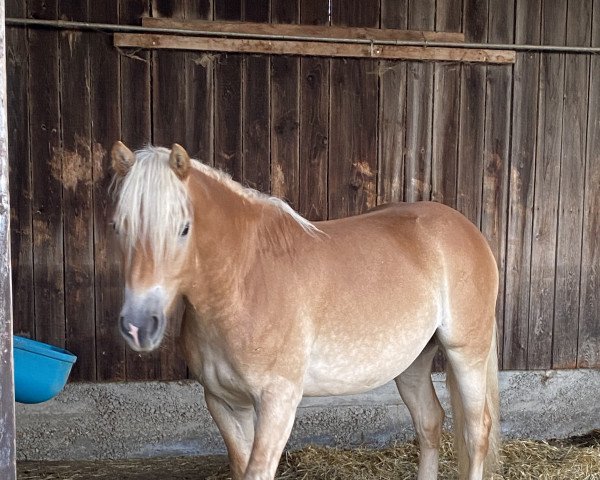 horse Sambuca (Haflinger, 2020, from liz. 510/T Stratos)