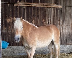 Pferd Sambuca (Haflinger, 2020, von liz. 510/T Stratos)