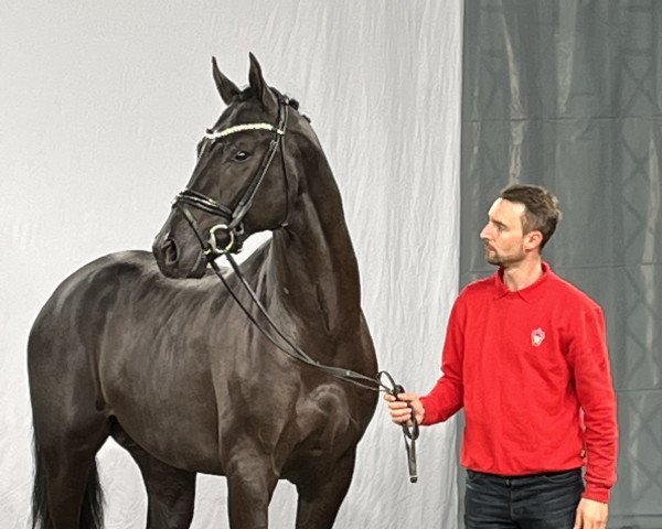 dressage horse Emilino (Westphalian, 2020, from Escamillo)