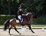 dressage horse Davalino (Württemberger, 2010, from Diamond Hit)