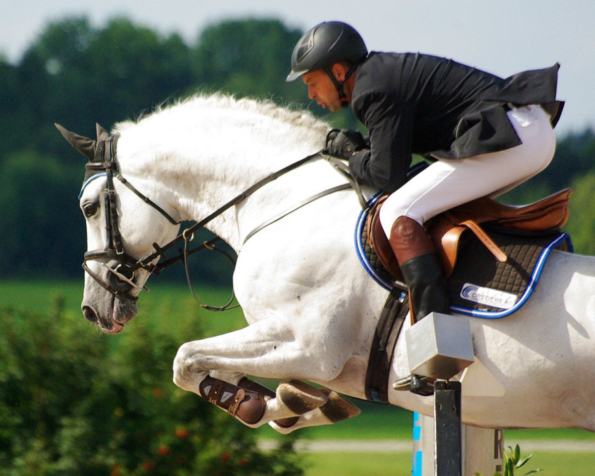 stallion Skyros (Oldenburg show jumper, 2003, from Stakkato)