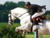 stallion Skyros (Oldenburg show jumper, 2003, from Stakkato)