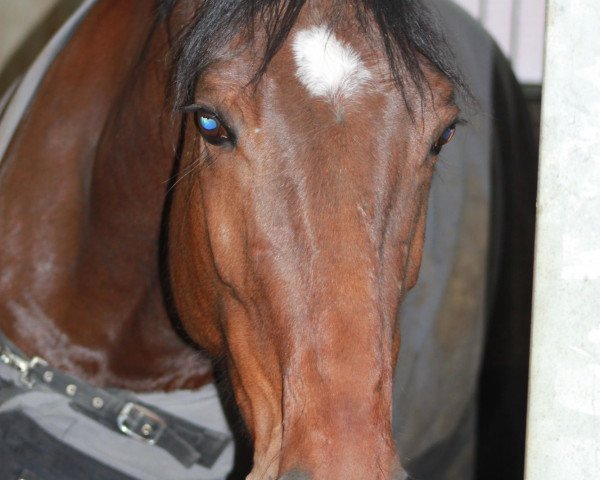 broodmare Zeresley (KWPN (Royal Dutch Sporthorse), 2004, from Calypso ASK)