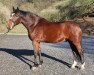 dressage horse Larimo 10 (Holsteiner, 2011, from Larimar)