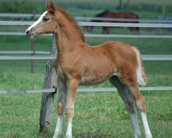 horse Sydney Classic (Westphalian, 2006, from Sandro Boy)