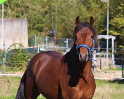 dressage horse G-Eazy (German Riding Pony, 2020, from Glück Auf A)