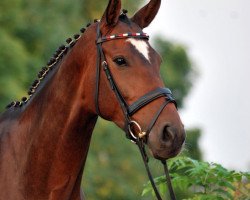 dressage horse Winterfee 8 (Hanoverian, 2004, from Weltmeyer)