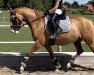 dressage horse Inselhofs Panama (German Riding Pony, 2017, from Domkaiser K)