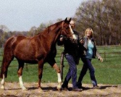 broodmare Annabel (Oldenburg, 1997, from De Niro)