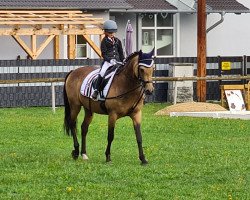 Zuchtstute Hilkens Sterntaler (Deutsches Reitpony, 2010, von Nemax)