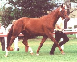 broodmare Whisper (Hanoverian, 1989, from Western Star)