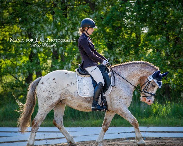 dressage horse Don Calypso 7 (Slovakian Warmblood, 2013)