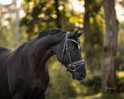 horse Die Ronja (Hanoverian, 2011, from Dr Doolittle 45)