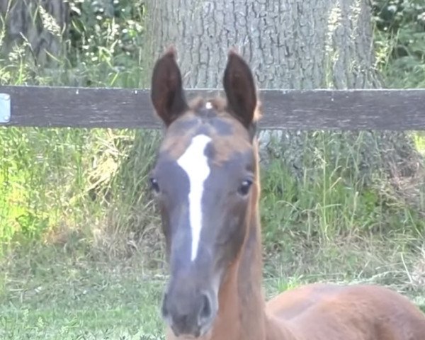 dressage horse Bootsman (German Sport Horse, 2022, from Belantis II)