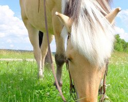 horse Iside (Fjord Horse, 1999, from Ironimus)