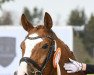 dressage horse Look at Ludo (Westphalian, 2013, from Henglein's Licosto)