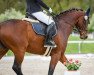 dressage horse Deirick (Hanoverian, 2014, from Don Darius)