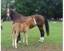 broodmare Godiness (Belgian Warmblood, 1994, from Gotspe)