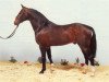 Pferd Gloster (Hannoveraner, 1984, von Graphit)