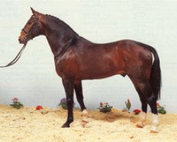 stallion Gloster (Hanoverian, 1984, from Graphit)